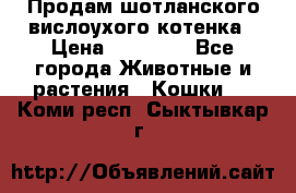 Продам шотланского вислоухого котенка › Цена ­ 10 000 - Все города Животные и растения » Кошки   . Коми респ.,Сыктывкар г.